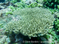 Acropora corymbose sp. A