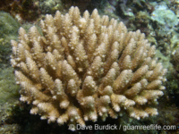 Acropora corymbose sp. D