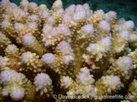 Acropora corymbose sp. D