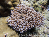 Acropora corymbose sp. E