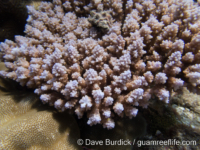 Acropora corymbose sp. E