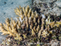 Acropora corymbose sp. G