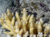 Acropora corymbose sp. G