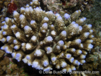 Acropora digitifera