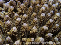 Acropora digitifera