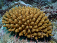 Acropora globiceps