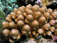 Acropora globiceps