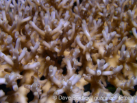 Acropora granulosa sensu Randall