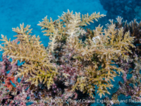 Acropora longicyathus (Wallis)