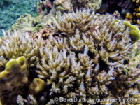 Acropora multiacuta sensu Randall