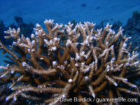 Acropora muricata