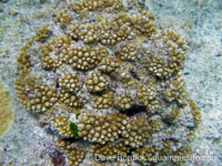 Acropora ocellata sensu Randall