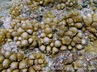 Acropora ocellata sensu Randall