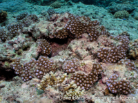 Acropora ocellata sensu Randall