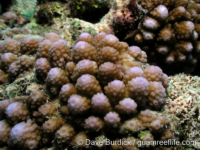 Acropora ocellata sensu Randall