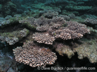 Acropora plating sp. A