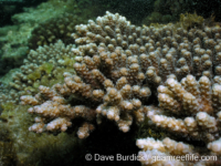 Acropora plating sp. A