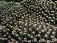 Acropora plating sp. A