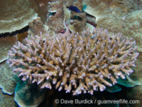 Acropora quelchi sensu Randall