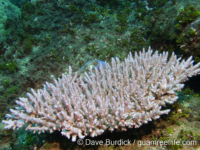 Acropora selago sensu Randall