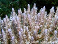 Acropora selago sensu Randall