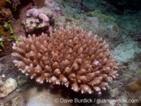 Acropora surculosa sensu Randall