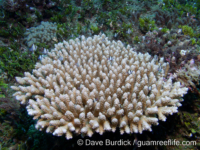 Acropora tenuis