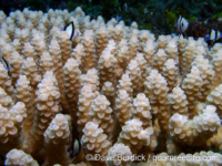 Acropora tenuis