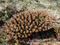 Acropora valida