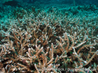 Acropora vaughani sensu Randall