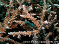 Acropora vaughani sensu Randall