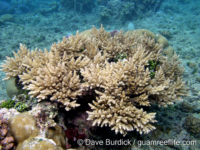 Acropora verweyi