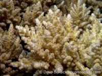 Acropora verweyi