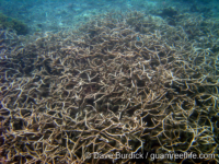 Acropora virgata