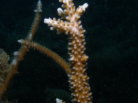 Acropora virgata