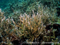 Anacropora puertogalerae (Palau)