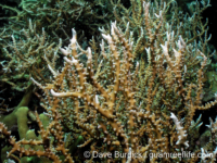 Anacropora puertogalerae (Palau)