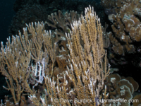 Anacropora puertogalerae (Palau)