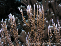Anacropora puertogalerae (Palau)