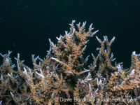 Anacropora spinosa (Palau)