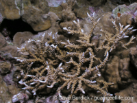 Anacropora spinosa (Palau)