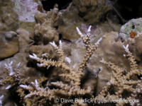 Anacropora spinosa (Palau)
