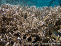 Anacropora spinosa (Palau)