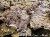 Montipora acanthella
