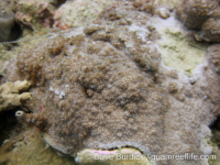 Montipora acanthella