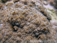 Montipora acanthella