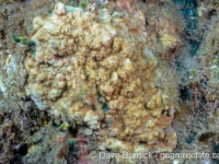 Montipora acanthella