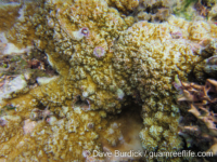 Montipora acanthella