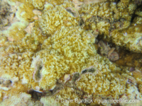 Montipora acanthella