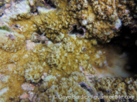 Montipora acanthella